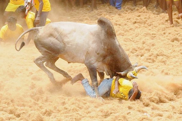 Jallikattu back, invoking culture and tradition},{Jallikattu back, invoking culture and tradition