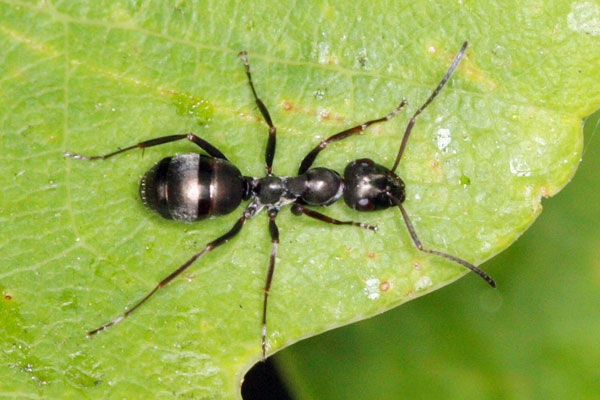 Do ants poop outside their colony ?