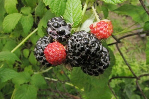 Stabilize Stomachs with Blackberry Root Tincture